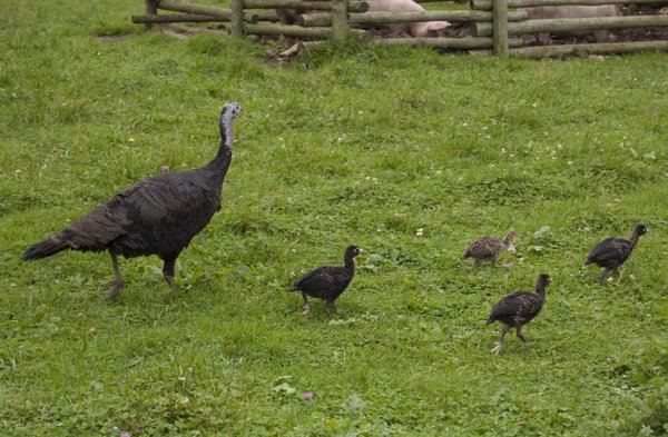 [turkey+family.jpg]