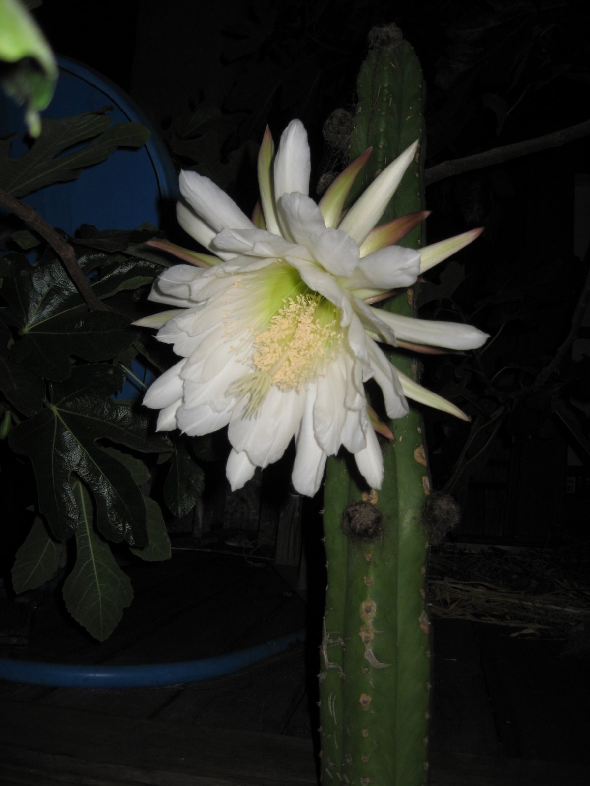 [cactus+flower+6-08.JPG]