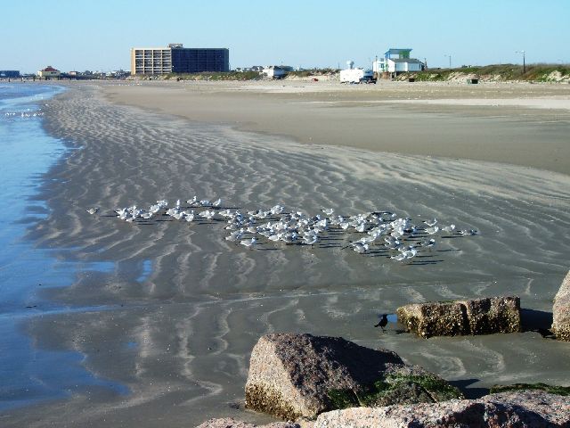 [2007+12+16+2+Gulls+on+Beach.jpg]
