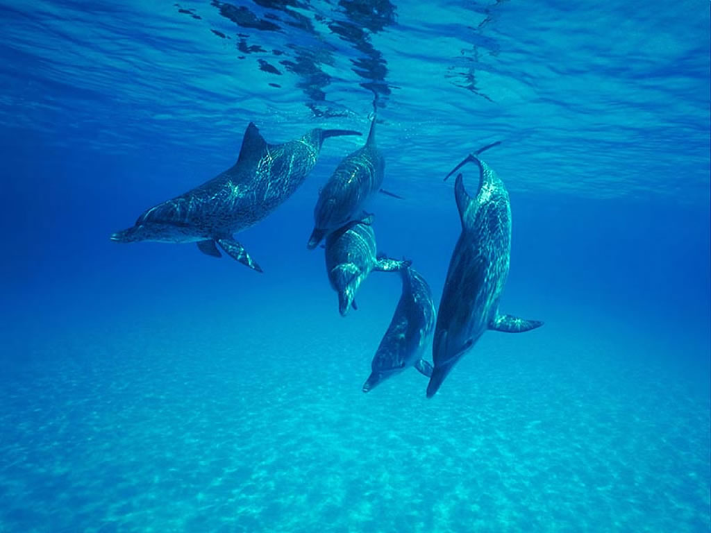 [5 dolphins.jpg]
