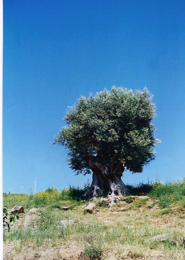 [Agrigento+2000+year+old+olive+tree.JPG]