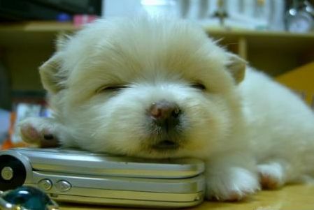 [my-phone-cute-puppy.jpg]