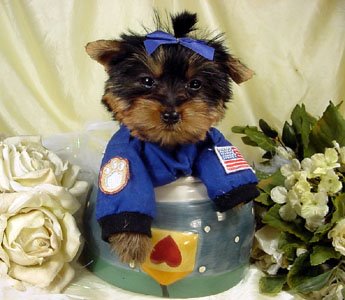[space-cute-puppy.jpg]