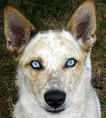 [blue-eyes-australian-dog.jpg]