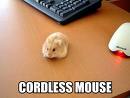 [Mouse.jpg]