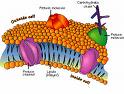 [cell_membrane,+biological_membrane.jpg]