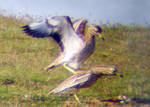[Stone+Curlew+mating.jpg]