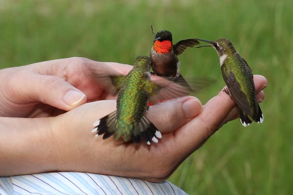 [hummingbirds.jpg]