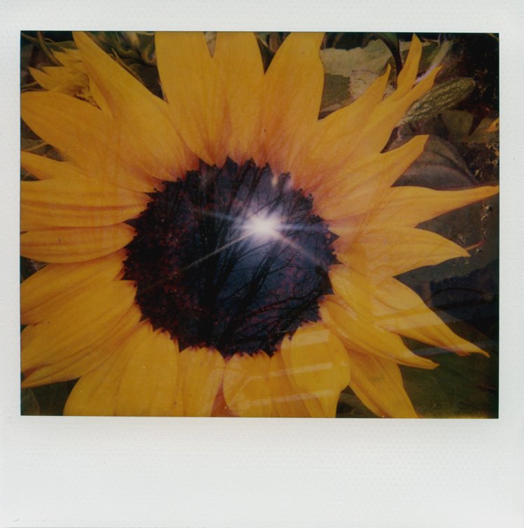 [SunflowerSky[1].jpg]