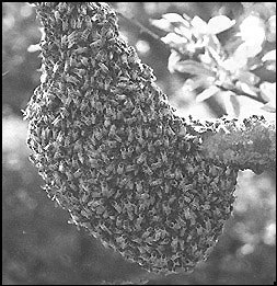 [beehive-b11.jpg]