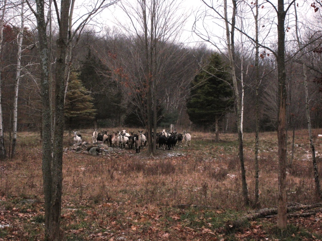 [2007-12-3+Twig+Farm+goats.jpg]