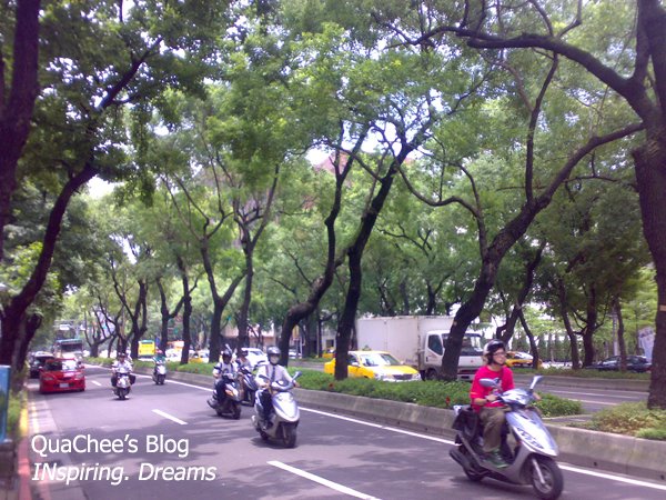 taiwan cool, taipei cool, greenery, trees
