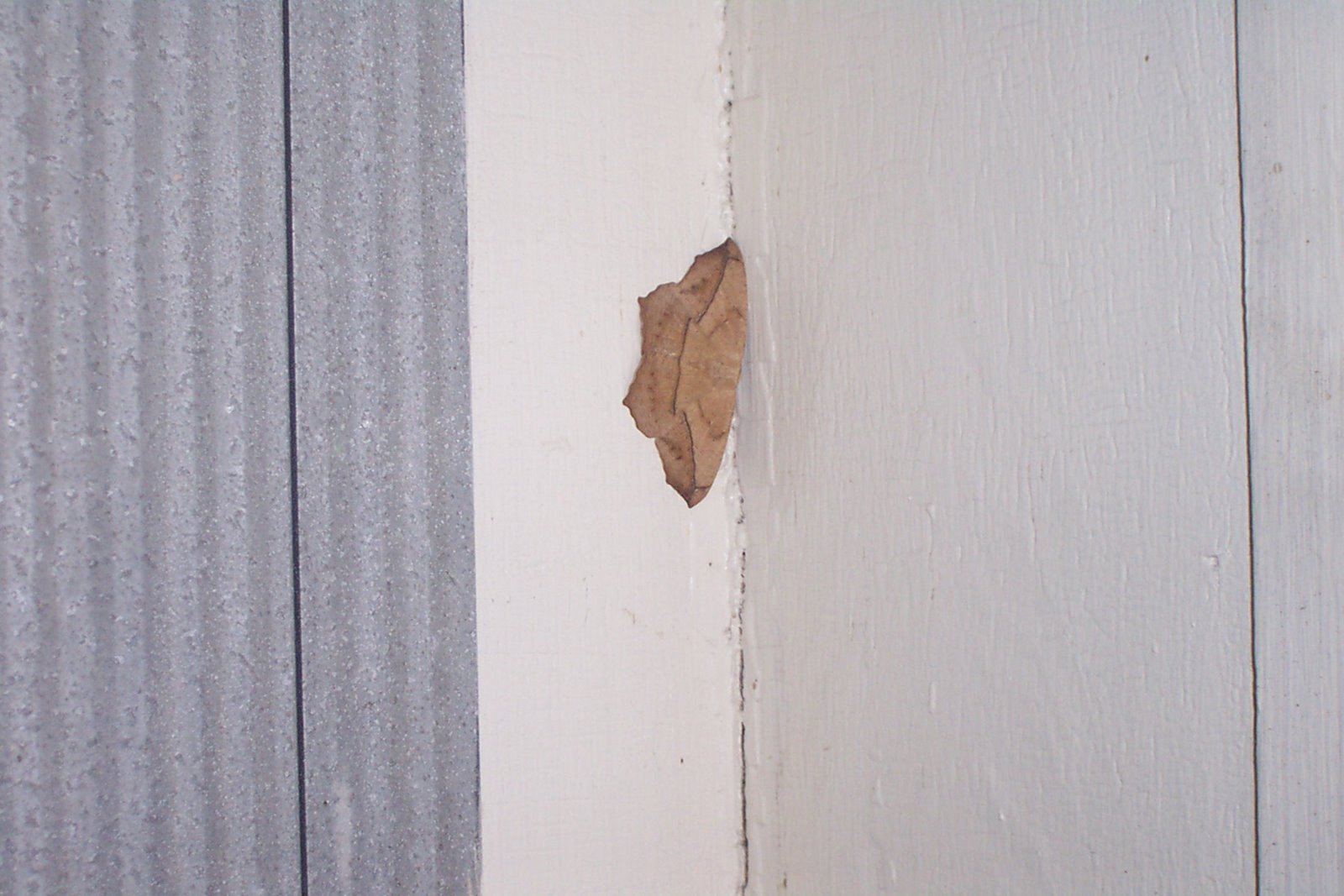 [moth,bias+tape_1832.JPG]