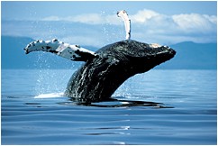 [whales_home_humpback+BobTalbot.jpg]