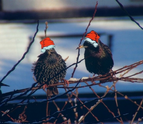 [santa's+starlings.jpg]
