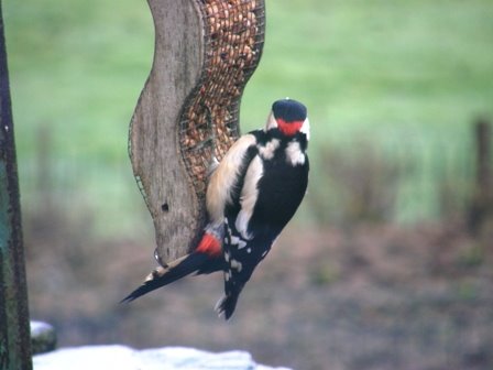[great+spotted+woodpecker+wales.JPG]