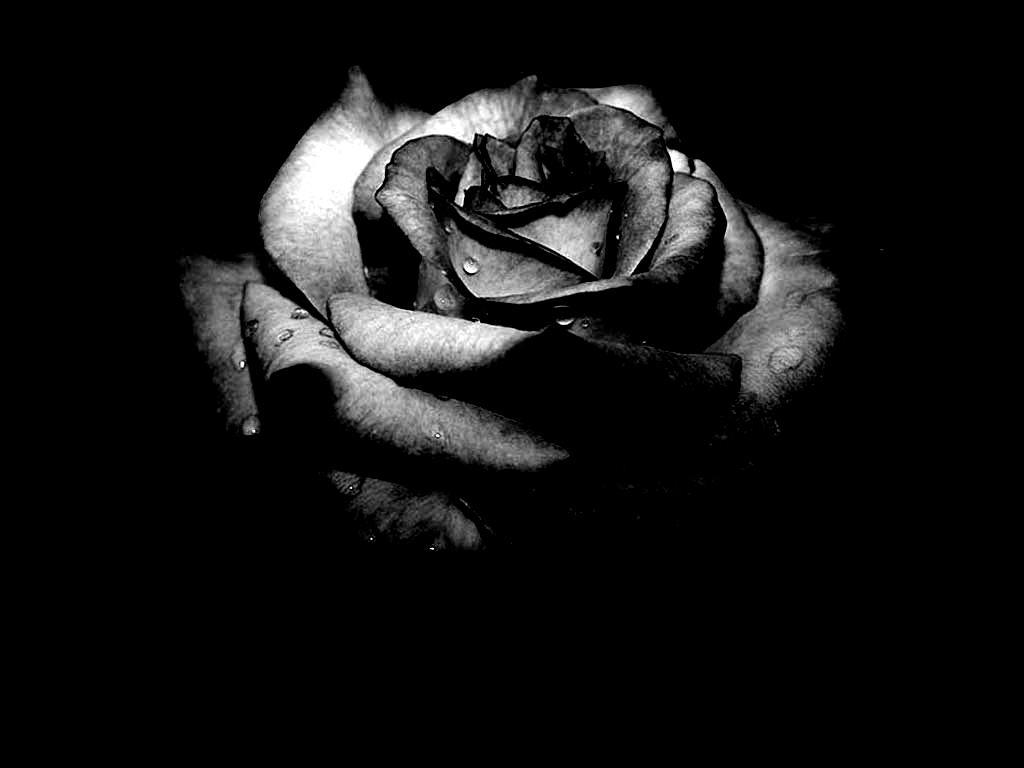 [black+rose.JPG]