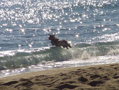 perro saltando las olas
