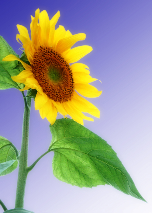 [sunflower01749+5x7+B.jpg]