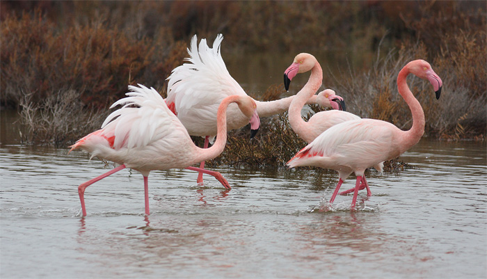 [Flamingos-4.jpg]