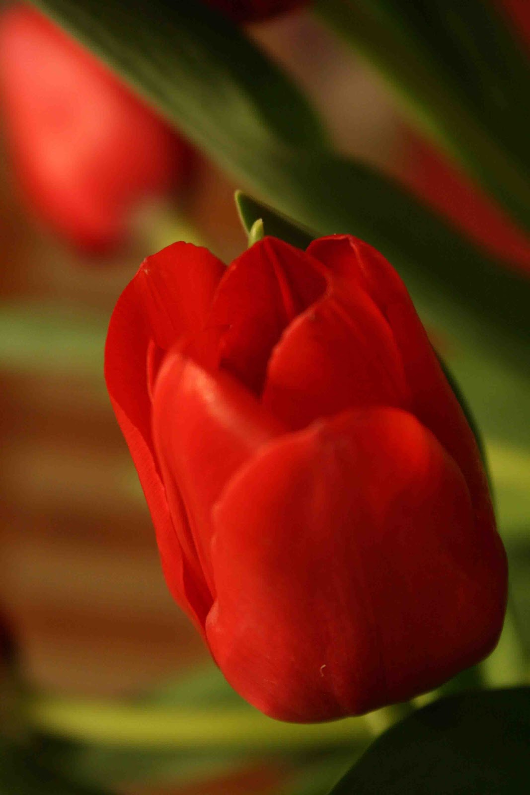 [tulip+small.jpg]