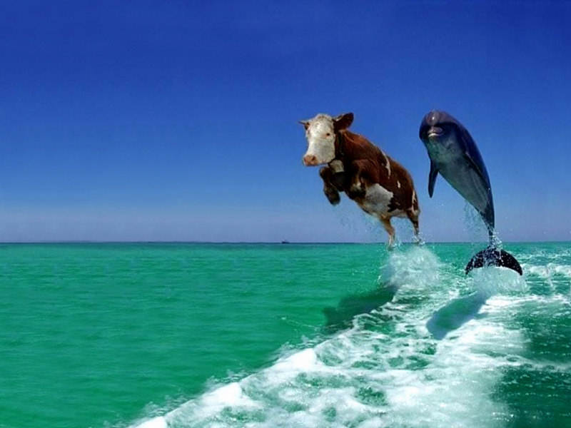 [cow-and-dolphin-fake-comedy.jpg]