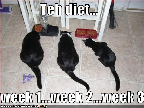 [funny-pictures-diet-cats-different-.jpg]