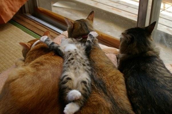 [kittys+sleeping.bmp]