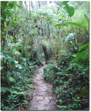[CostaRica_Rainforest.jpg]