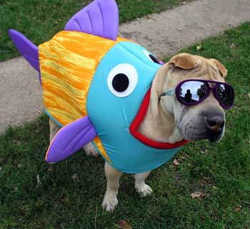 [fish-sunglasses.jpg]