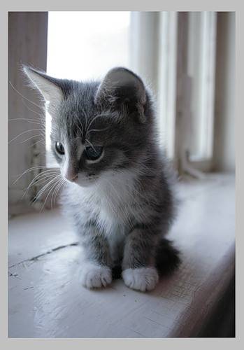 [cute-grey-kitten.jpg]