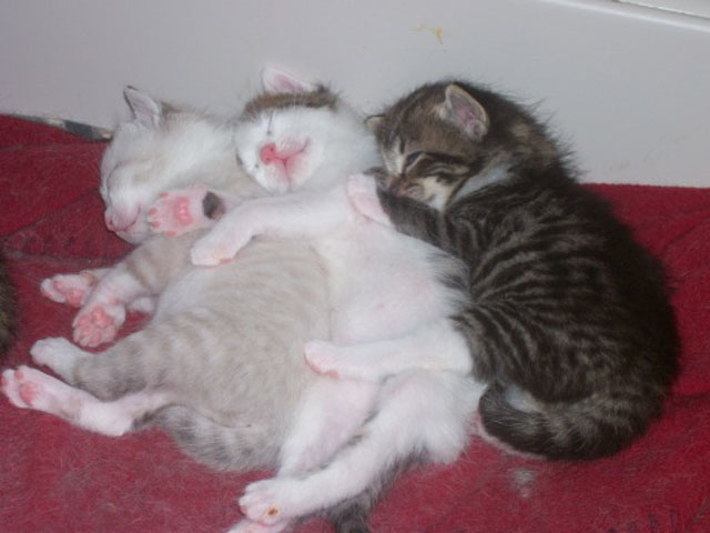 [cute-kitten-pile.jpg]