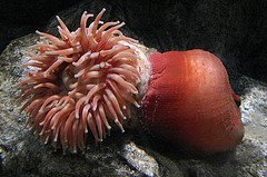 [sea+anemone.jpg]