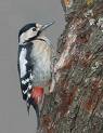 [Syrian+Woodpecker.jpg]