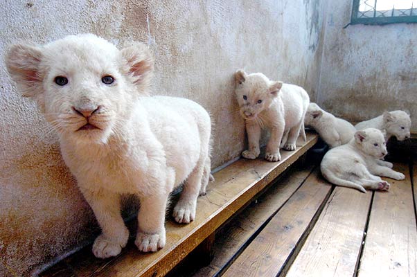[albino_lion.jpg]
