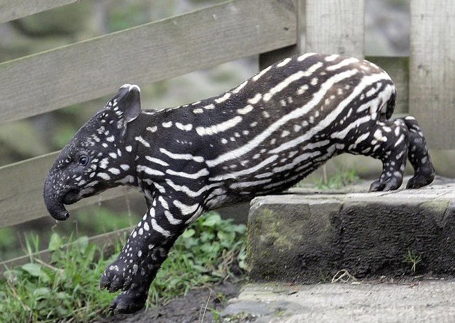 [tapir_kid.jpg]