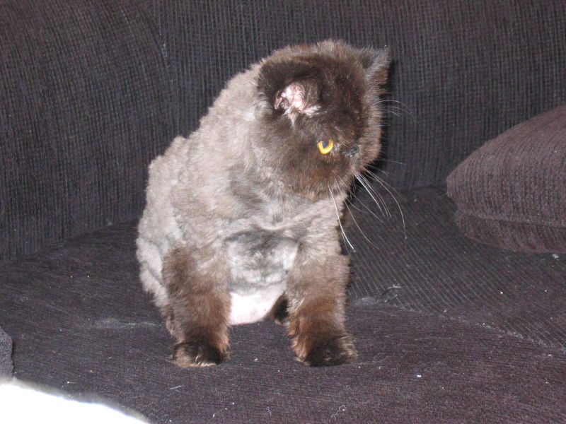 [shaved_pussy_cats_20.jpg]