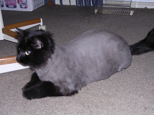 [shaved_pussy_cats_12.jpg]