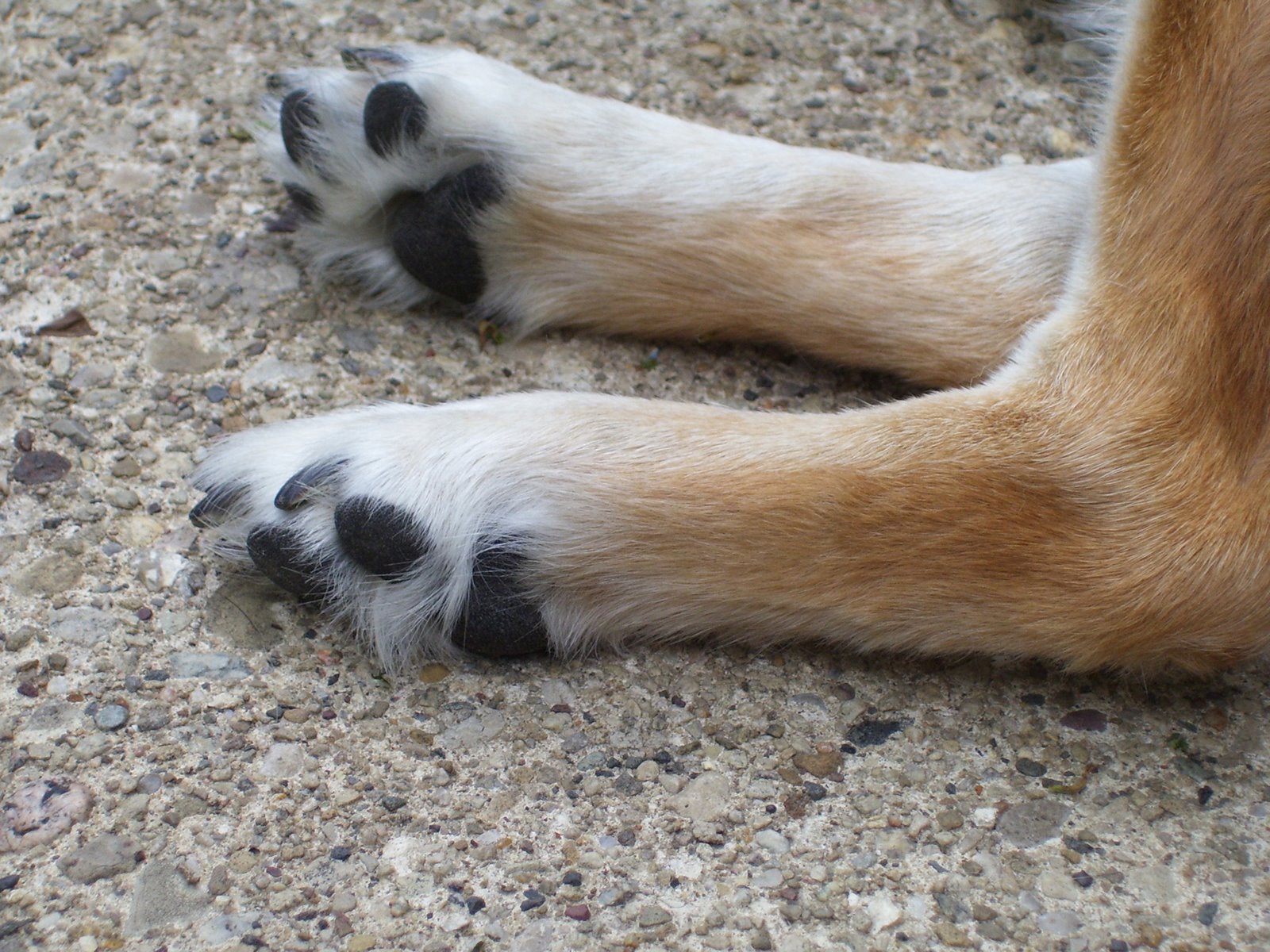 [blog+photo-dog+feet.jpg]