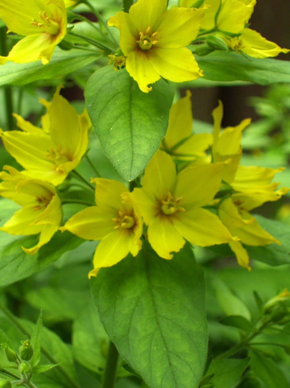 [blog+photo-yellow+flowers.jpg]