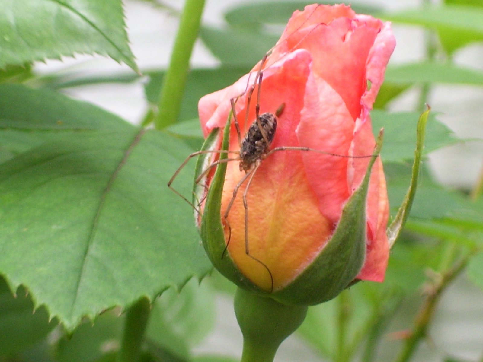 [blog+photo-spider+on+rose.jpg]