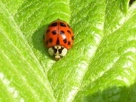 [photo-ladybug08-blog.jpg]