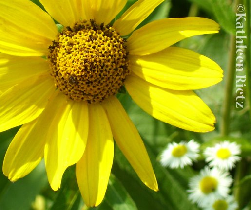 [Sunflower01_72.jpg]