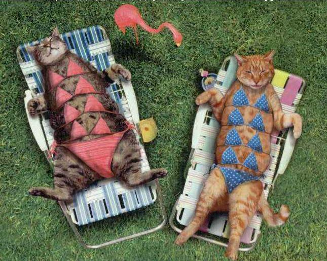 [funny-feline-sunbathers_edited.jpg]