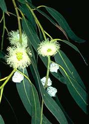 [eucalyptus-globulus-hojas.jpg]