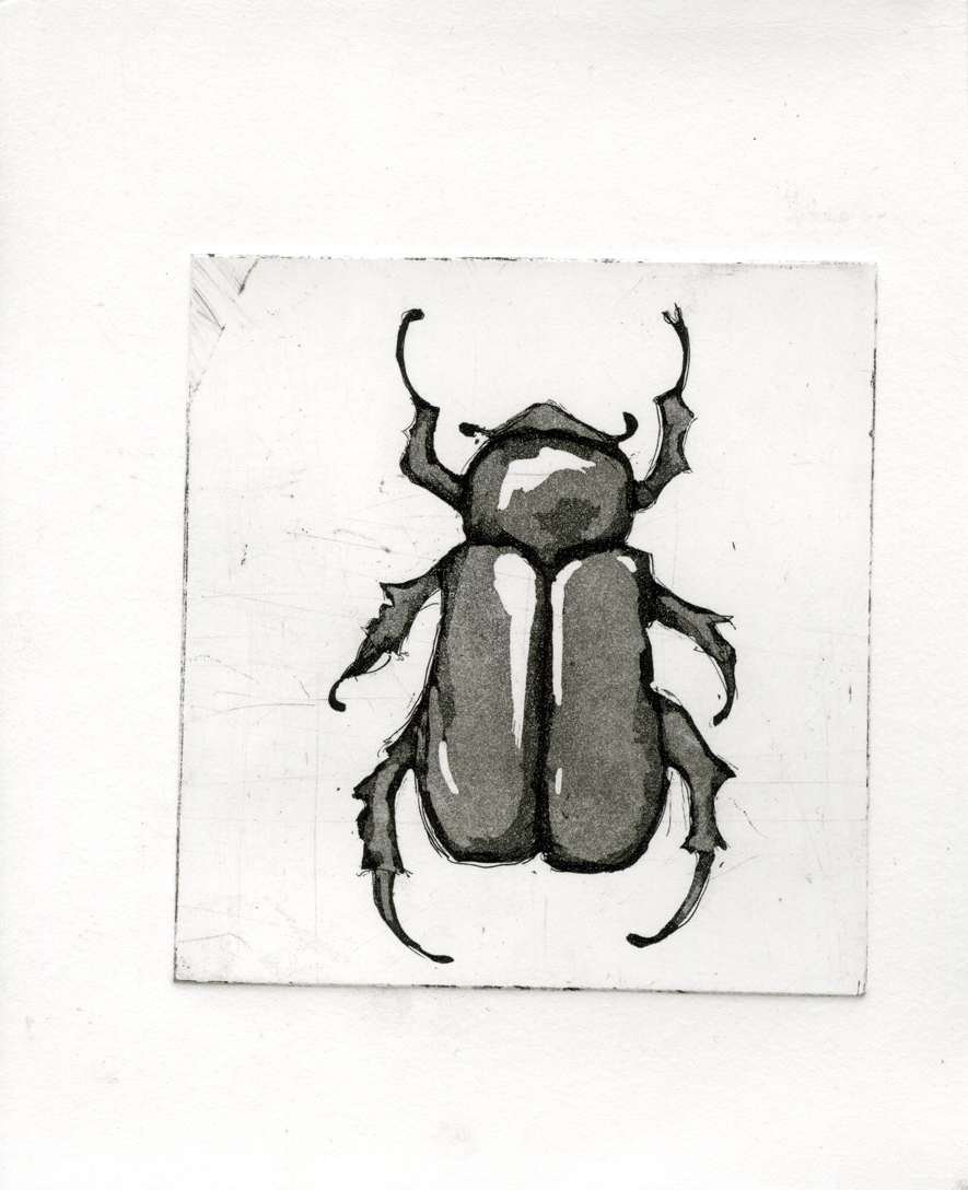 [beetle1.jpg]
