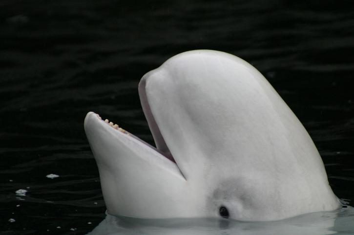 [beluga-whale-01.jpg]