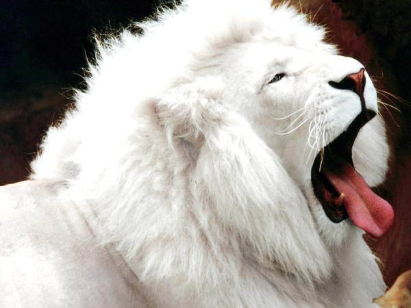 [lion+blanc.jpg]