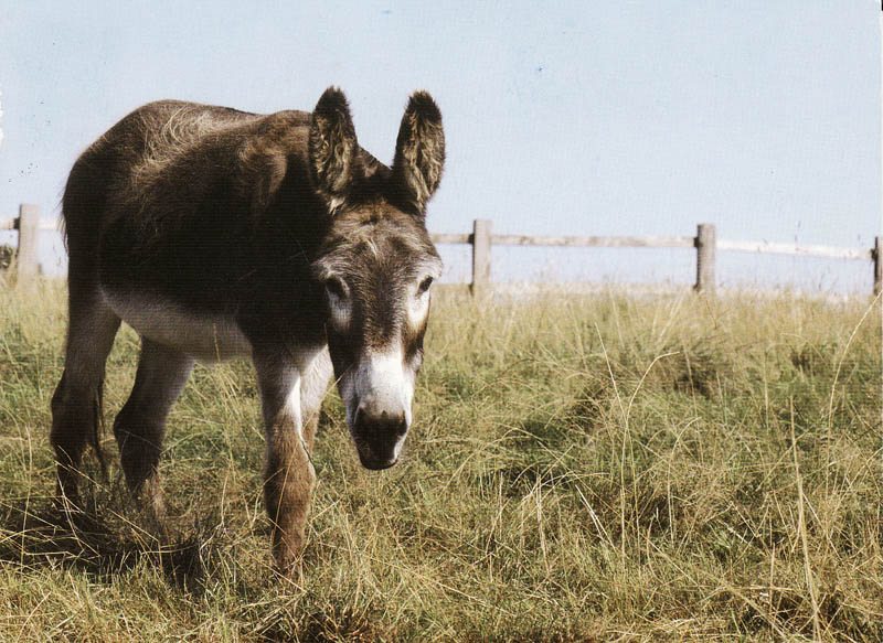 [donkey+postcard.jpg]