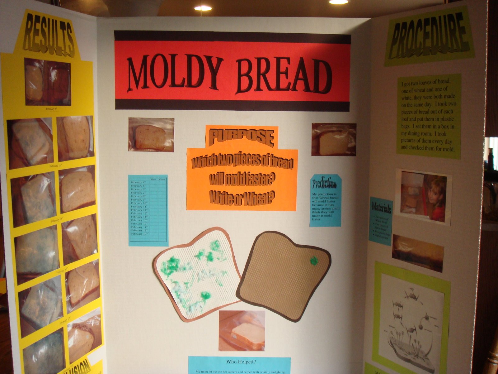 [bread+mold+project+001.jpg]